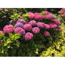 Гортензія широколиста Хорнлі / Гортензія Хорнлі | Hydrangea macrophylla Hornli | Гортензия широколистая Хорнли / Гортензия Хорнли