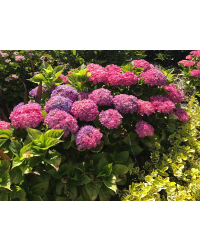 Гортензія широколиста Хорнлі / Гортензія Хорнлі | Hydrangea macrophylla Hornli | Гортензия широколистая Хорнли / Гортензия Хорнли
