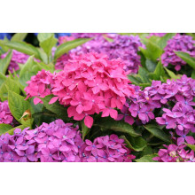 Гортензія широколиста Хорнлі / Гортензія Хорнлі | Hydrangea macrophylla Hornli | Гортензия широколистая Хорнли / Гортензия Хорнли
