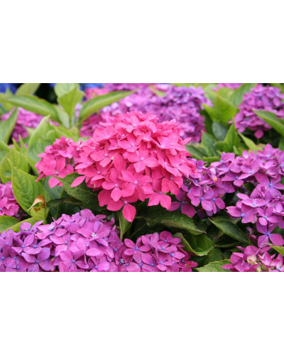 Гортензія широколиста Хорнлі / Гортензія Хорнлі | Hydrangea macrophylla Hornli | Гортензия широколистая Хорнли / Гортензия Хорнли