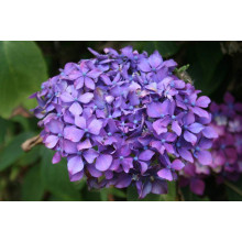 Гортензія широколиста Хорнлі / Гортензія Хорнлі | Hydrangea macrophylla Hornli | Гортензия широколистая Хорнли / Гортензия Хорнли