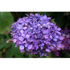 Гортензія широколиста Хорнлі / Гортензія Хорнлі | Hydrangea macrophylla Hornli | Гортензия широколистая Хорнли / Гортензия Хорнли