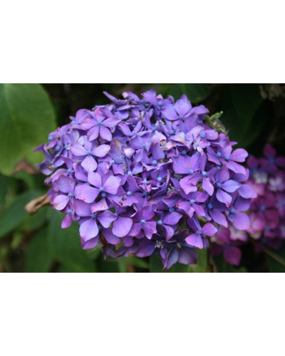 Гортензія широколиста Хорнлі / Гортензія Хорнлі | Hydrangea macrophylla Hornli | Гортензия широколистая Хорнли / Гортензия Хорнли