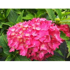 Гортензія широколиста Хорнлі / Гортензія Хорнлі | Hydrangea macrophylla Hornli | Гортензия широколистая Хорнли / Гортензия Хорнли