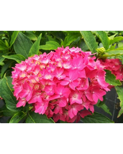 Гортензія широколиста Хорнлі / Гортензія Хорнлі | Hydrangea macrophylla Hornli | Гортензия широколистая Хорнли / Гортензия Хорнли