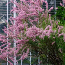 Тамарикс галузистий | Tamarix ramosissima/odessana | Тамарикс ветвистый