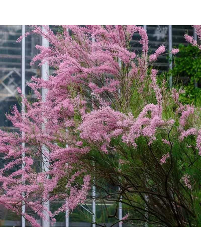 Тамарикс галузистий | Tamarix ramosissima/odessana | Тамарикс ветвистый
