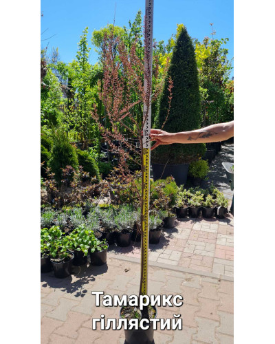 Тамарикс галузистий | Tamarix ramosissima/odessana | Тамарикс ветвистый