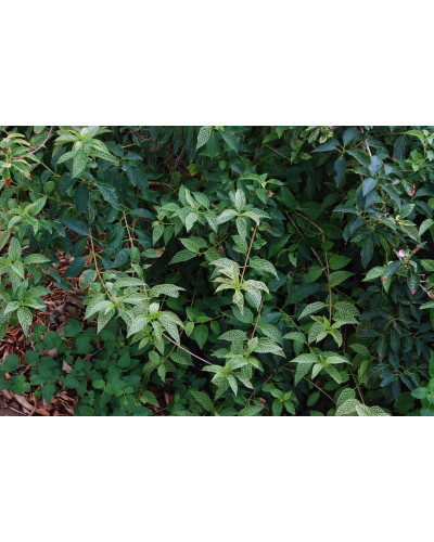 Форзиція корейська Кумсон | Форзиция корейская Кумсон | Forsythia koreana ’Kumson’ Forsythia varietas ’Kumson’