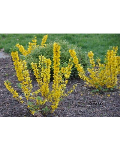Форзиція корейська Кумсон | Форзиция корейская Кумсон | Forsythia koreana ’Kumson’ Forsythia varietas ’Kumson’