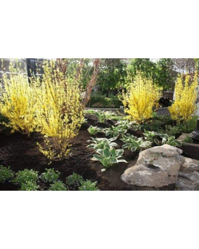 Форзиція корейська Кумсон | Форзиция корейская Кумсон | Forsythia koreana ’Kumson’ Forsythia varietas ’Kumson’