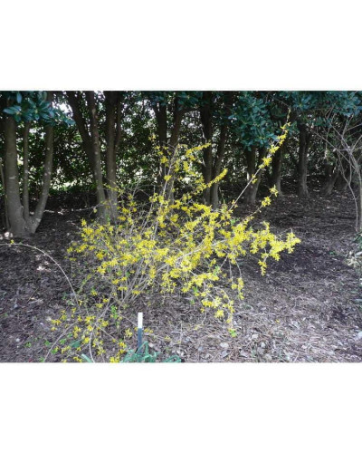 Форзиція корейська Кумсон | Форзиция корейская Кумсон | Forsythia koreana ’Kumson’ Forsythia varietas ’Kumson’