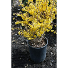 Форзиція корейська Кумсон | Форзиция корейская Кумсон | Forsythia koreana ’Kumson’  Forsythia varietas ’Kumson’