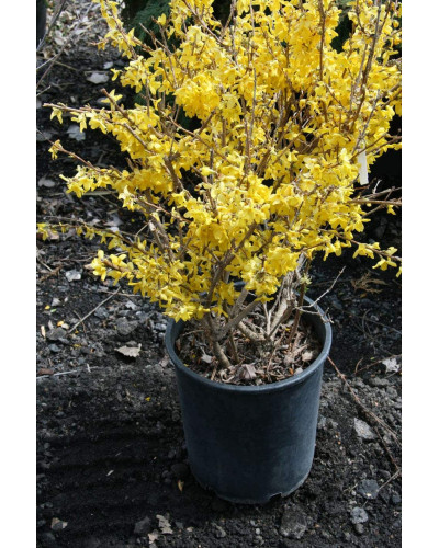 Форзиція корейська Кумсон | Форзиция корейская Кумсон | Forsythia koreana ’Kumson’ Forsythia varietas ’Kumson’