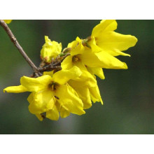 Форзиція корейська Кумсон | Форзиция корейская Кумсон | Forsythia koreana ’Kumson’  Forsythia varietas ’Kumson’