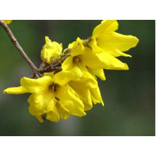 Форзиція корейська Кумсон | Форзиция корейская Кумсон | Forsythia koreana ’Kumson’  Forsythia varietas ’Kumson’