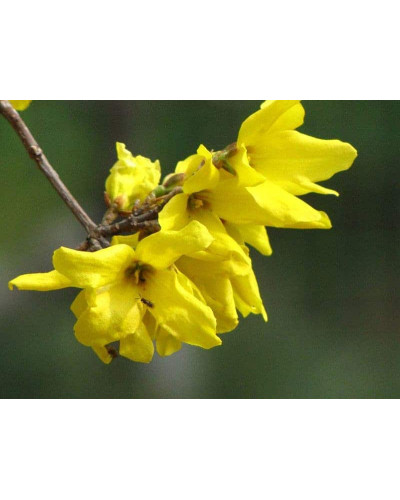 Форзиція корейська Кумсон | Форзиция корейская Кумсон | Forsythia koreana ’Kumson’ Forsythia varietas ’Kumson’