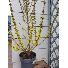 Форзиція корейська Кумсон | Форзиция корейская Кумсон | Forsythia koreana ’Kumson’  Forsythia varietas ’Kumson’