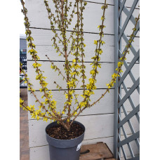 Форзиція корейська Кумсон | Форзиция корейская Кумсон | Forsythia koreana ’Kumson’  Forsythia varietas ’Kumson’
