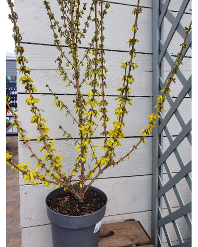 Форзиція корейська Кумсон | Форзиция корейская Кумсон | Forsythia koreana ’Kumson’ Forsythia varietas ’Kumson’