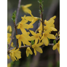 Форзиція корейська Кумсон | Форзиция корейская Кумсон | Forsythia koreana ’Kumson’  Forsythia varietas ’Kumson’