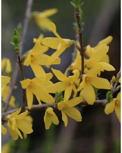 Форзиція корейська Кумсон | Форзиция корейская Кумсон | Forsythia koreana ’Kumson’ Forsythia varietas ’Kumson’