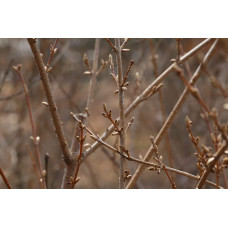 Форзиція корейська Кумсон | Форзиция корейская Кумсон | Forsythia koreana ’Kumson’  Forsythia varietas ’Kumson’