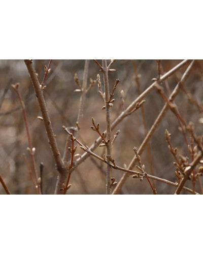 Форзиція корейська Кумсон | Форзиция корейская Кумсон | Forsythia koreana ’Kumson’ Forsythia varietas ’Kumson’