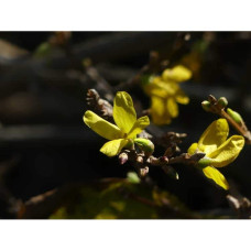 Форзиція корейська Кумсон | Форзиция корейская Кумсон | Forsythia koreana ’Kumson’  Forsythia varietas ’Kumson’