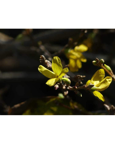 Форзиція корейська Кумсон | Форзиция корейская Кумсон | Forsythia koreana ’Kumson’ Forsythia varietas ’Kumson’