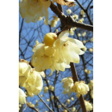 Хімонант ранній | Химонант ранний | Chimonanthus praecox