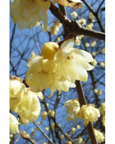 Хімонант ранній | Химонант ранний | Chimonanthus praecox