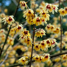 Хімонант ранній | Химонант ранний | Chimonanthus praecox