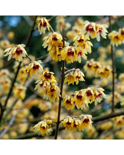 Хімонант ранній | Химонант ранний | Chimonanthus praecox