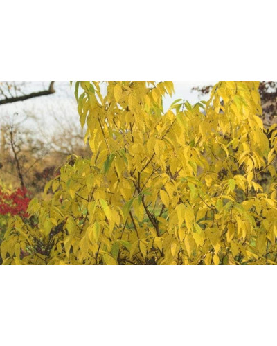 Хімонант ранній | Химонант ранний | Chimonanthus praecox