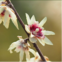 Хімонант ранній | Химонант ранний | Chimonanthus praecox