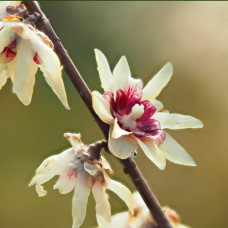 Хімонант ранній | Химонант ранний | Chimonanthus praecox