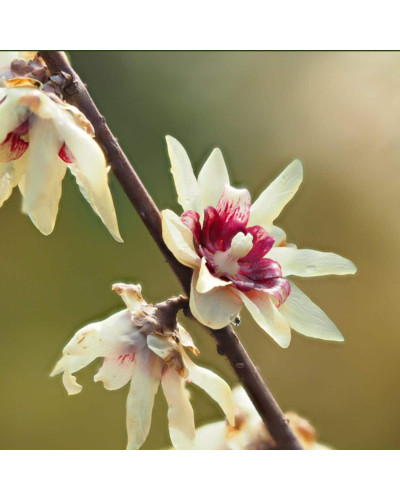 Хімонант ранній | Химонант ранний | Chimonanthus praecox