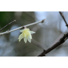 Хімонант ранній | Химонант ранний | Chimonanthus praecox