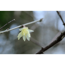 Хімонант ранній | Химонант ранний | Chimonanthus praecox
