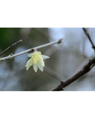 Хімонант ранній | Химонант ранний | Chimonanthus praecox