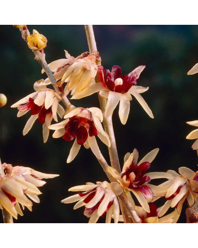 Хімонант ранній | Химонант ранний | Chimonanthus praecox