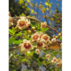 Хімонант ранній | Химонант ранний | Chimonanthus praecox