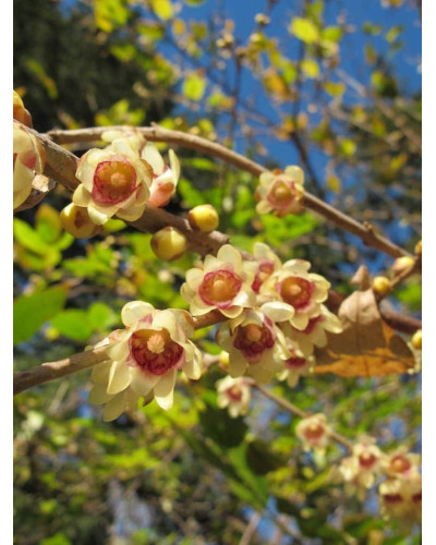 Хімонант ранній | Химонант ранний | Chimonanthus praecox
