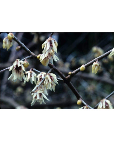 Хімонант ранній | Химонант ранний | Chimonanthus praecox