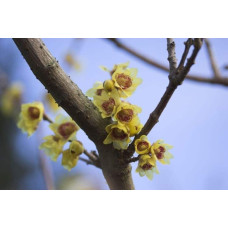 Хімонант ранній | Химонант ранний | Chimonanthus praecox