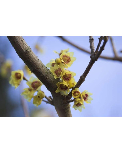 Хімонант ранній | Химонант ранний | Chimonanthus praecox