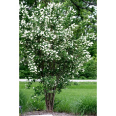 Чубушник / Жасмін гібридний Старбрайт | Philadelphus hybrida Starbright | Чубушник / Жасмин гибридный Старбрайт
