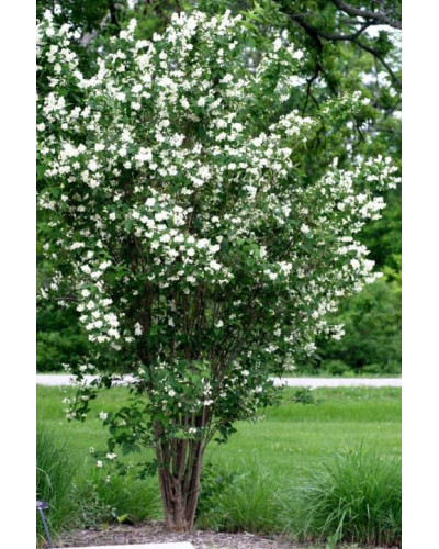 Чубушник / Жасмін гібридний Старбрайт | Philadelphus hybrida Starbright | Чубушник / Жасмин гибридный Старбрайт
