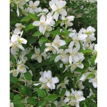 Чубушник / Жасмін гібридний Старбрайт | Philadelphus hybrida Starbright | Чубушник / Жасмин гибридный Старбрайт